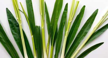 Crisp closeup of lush lemongrass leaves isolated on a simple white canvas