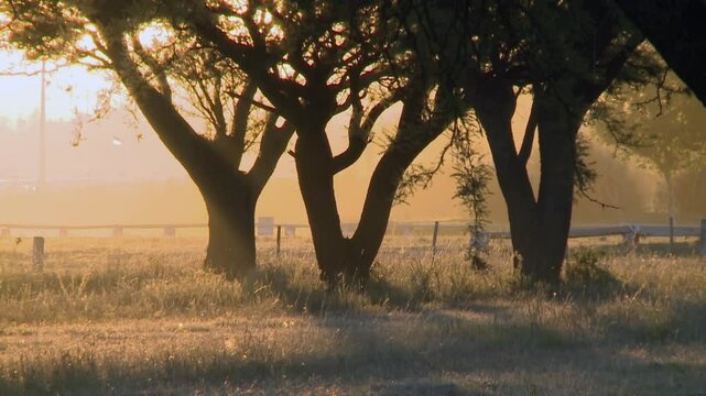 Silhouetted Trees in Laguna Don Tomas Park at Sunset, La Pampa, Argentina