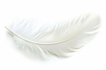 Obraz premium White feather isolated on white background accessories accessory jewelry.