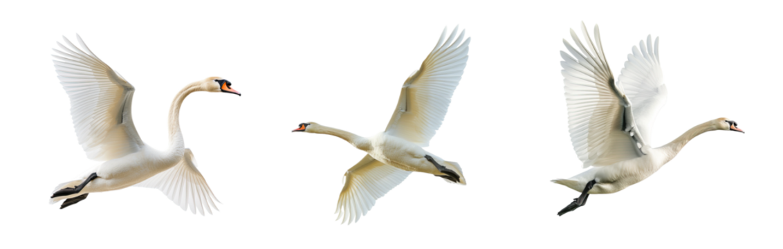 Set of Flying Mute swan isolated on white or transparent background