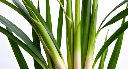 Fototapeta premium Intricate detail of lemongrass leaves captured on a stark white background