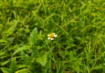 green grass in wild fields