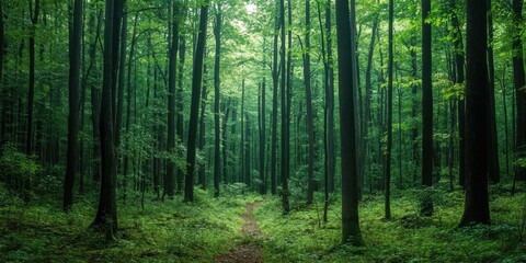 A serene forest landscape featuring towering trees and lush greenery, inviting tranquility and connection with nature.