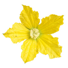 Bottle Sponge Flower