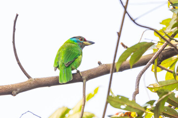 Blue-throated barbet  birds on the  tree branch.