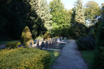 Close-up macro shot of greenery in the forest