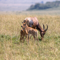 Adult and young topis, Damaliscus lunatus jimela, in the grasslands of the Masai Mara National Park, Kenya. Topis are very fast antelopes that live in sociable groups in the savannah.