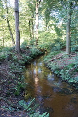 Close-up macro shot of greenery in the forest