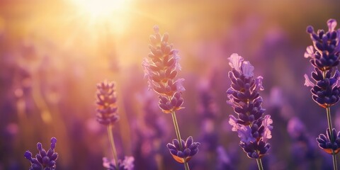 Naklejka premium Beautiful lavender flowers glisten in the warm sunlight, creating a serene and calming atmosphere in a vibrant meadow.