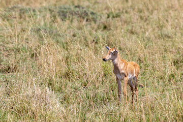 Baby topi, Damaliscus lunatus jimela, in the grasslands of the Masai Mara National Park, Kenya. Topis are very fast antelopes that live in sociable groups in the savannah.