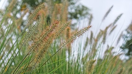 Straws of Pennisetum Flower Fountain Grass Swaying in Wind