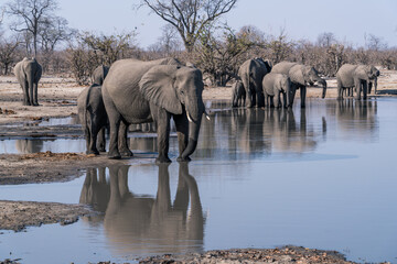 Obraz premium Elephant herd in a pond with a reflection seen on safari in Botswana