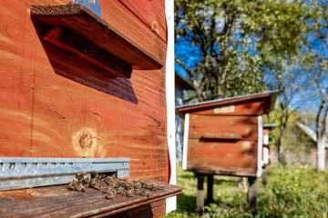 Wooden hive and bees. Bees fly in and out of the hive.