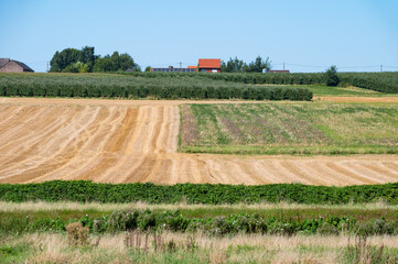 Colorful agriculture fields at the Flemish countryside in Bekkevoort, Flemish Brabant, Belgium