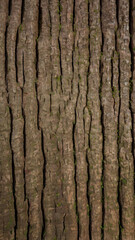 Obraz premium 4K Phone Wallpaper, vertical background