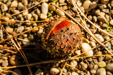 brown nut on the ground