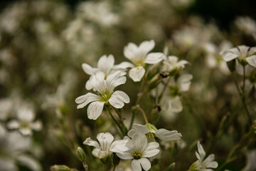 white flowers on the ground
