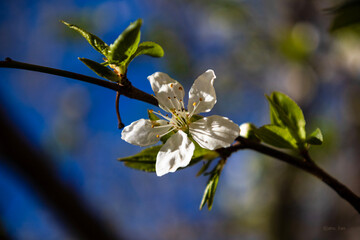 blossom in spring