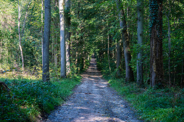 Dirty road through the woods around Oud-Heverlee, Flanders, Belgium