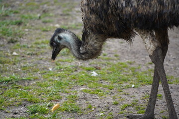 The ostrich is looking for food on the ground. Ostrich legs and head close-up. A big bird walks on the green grass.