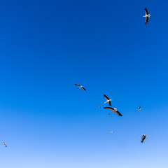 GROUP OF STORKS FLYING IN A GROUP