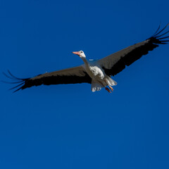 GROUP OF STORKS FLYING IN A GROUP