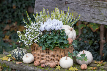 weißes Alpenveilchen, Torfmyrte und Heidekraut im Korb und Kürbisse im Herbstgarten