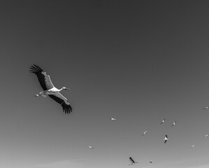 GROUP OF STORKS FLYING IN A GROUP