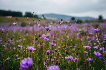 Fototapeta premium Purple flower field landscape grassland outdoors.