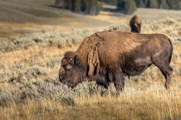 Grazing bison in the Yellowstone National Park, USA