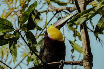 Beautiful Toucan in the wild jungle © Harold