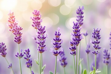 Obraz premium Lavender Blossoms in Sunlight