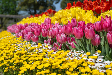 Many color tulips in the garden.