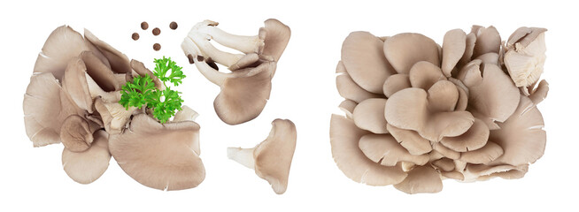 Fototapeta premium Oyster mushrooms isolated on white background with full depth of field. Top view. Flat lay