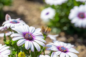 An Alaskan garden in full bloom. Purple Eye African Daisy -Osteospermum