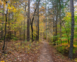 Obraz premium A hiking trail winds through the vibrant fall foliage along the Indian Springs Multi-Use Trail in Indian Springs State Park, the oldest State Park in Georgia.