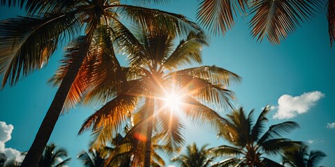 Sunbeams filtering through swaying palm fronds create a mesmerizing canopy of light and shadow