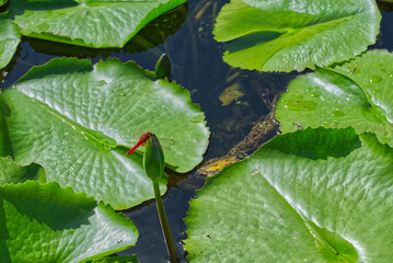 睡蓮の先には赤とんぼ