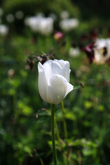 White tulip in Hantaek Botanical Garden