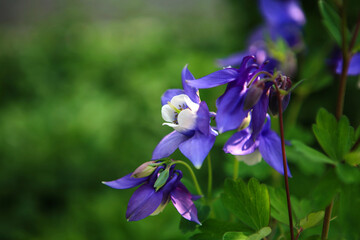 Columbine flower in Hantaek Botanical Garden