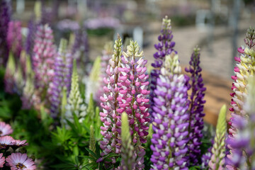 Lupinus polyphyllus in the garden.