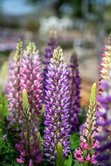 Lupinus polyphyllus in the garden.