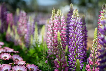 Lupinus polyphyllus in the garden.