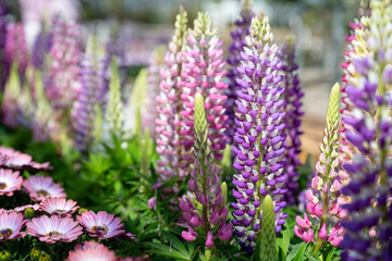 Lupinus polyphyllus in the garden.