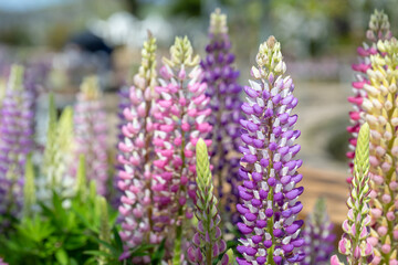 Obraz premium Lupinus polyphyllus in the garden.
