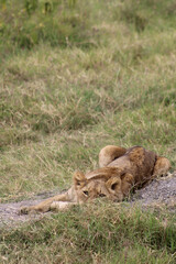 Leona descansando