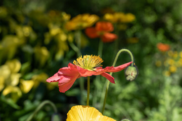 Fototapeta premium Corn poppy flowers in the garden.