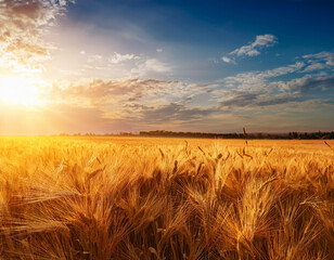 Campo de cereales al atardecer