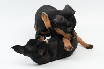 Fighting and biting two pinscger puppies