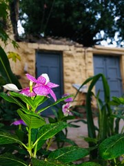 Fototapeta premium Purple flower 